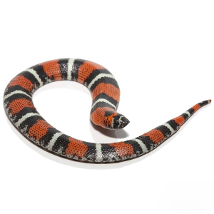 Tricolor Hognose Snake - Image 2