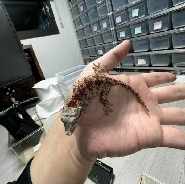 Galgolys  geckos - Image 2