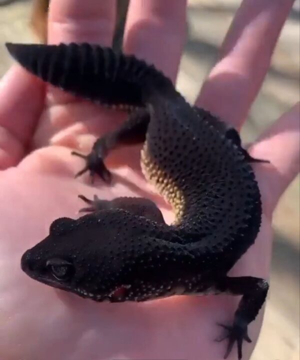 Subadults black night geckos - Image 2