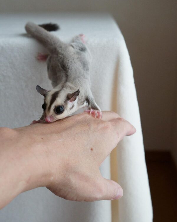 Male Sugar Glider - Image 2