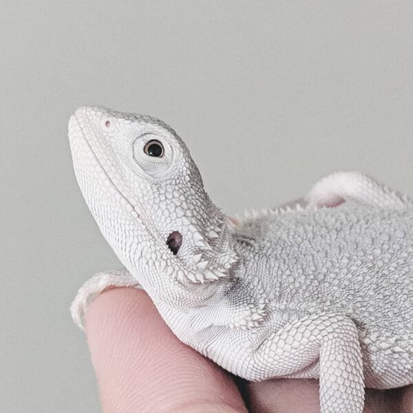 Subadult  Zero Bearded Dragon - Image 2