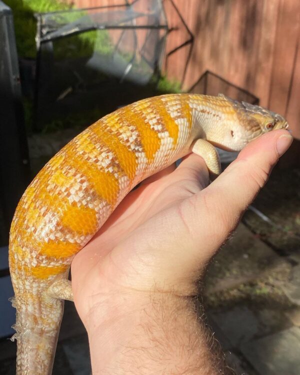 Subadult blue tongue - Image 2