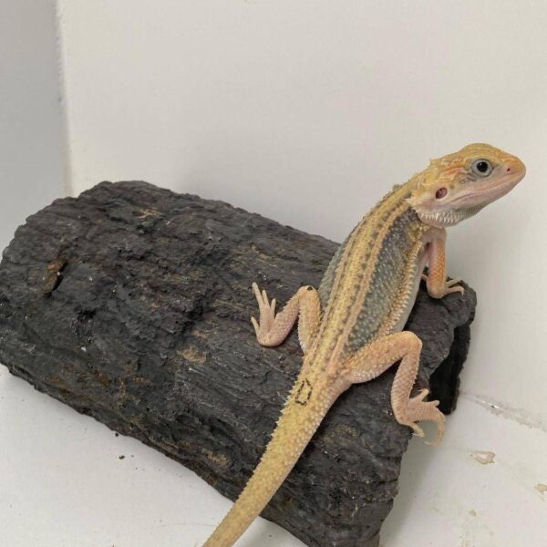 Thunderbolt lizard for sale - Image 2