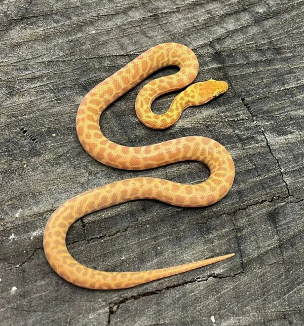 Spotted snake - Image 2