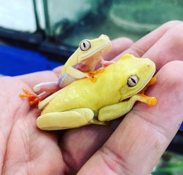 Albino frog