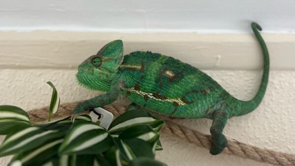 Veiled Chameleon Adults for sale - Image 2