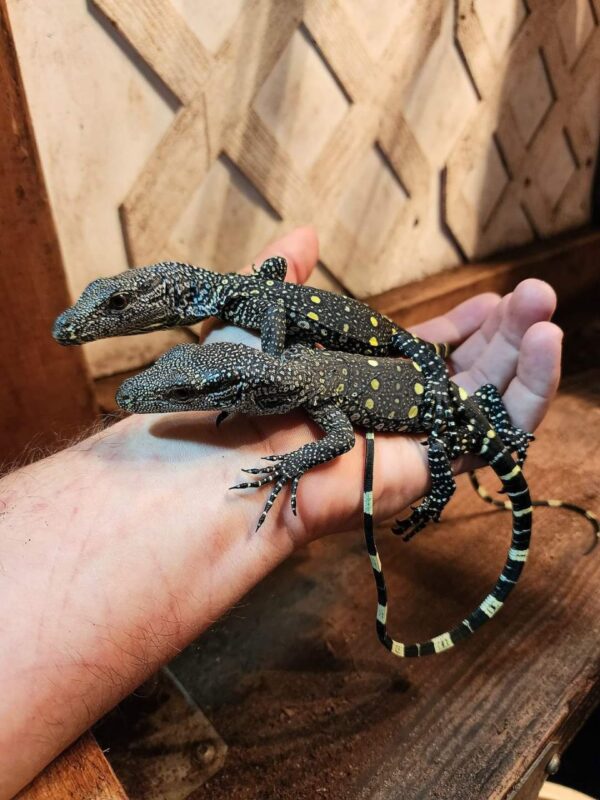 Baby Sorong Crocodile Monitor