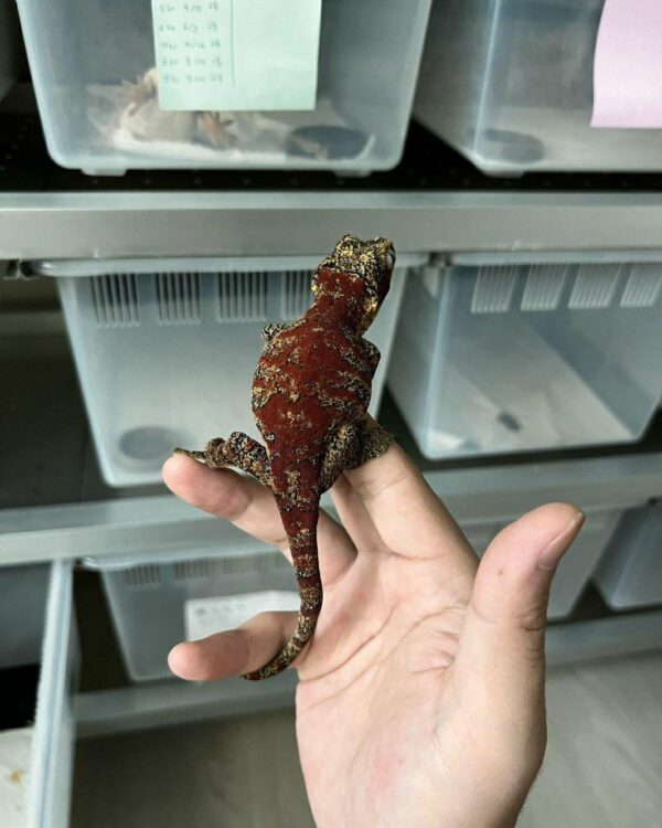 Galgolys  geckos - Image 3
