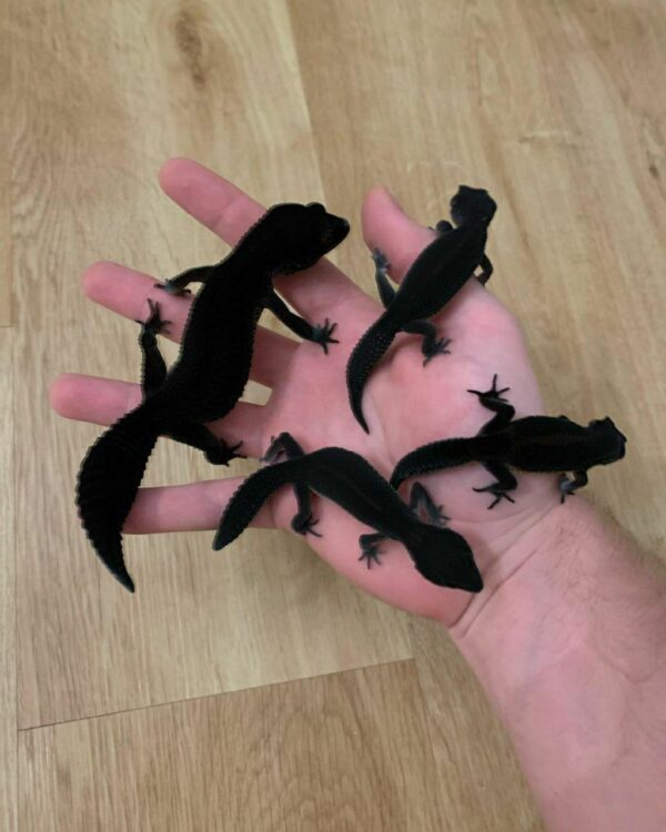 Subadults black night geckos