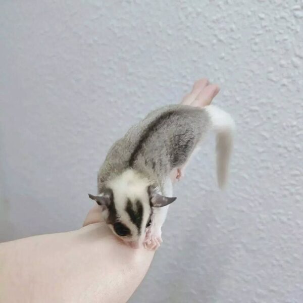Male Sugar Glider