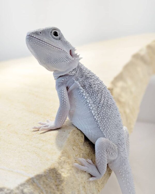 Subadult  Zero Bearded Dragon - Image 3
