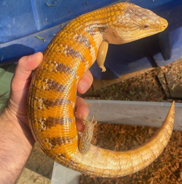 Subadult blue tongue
