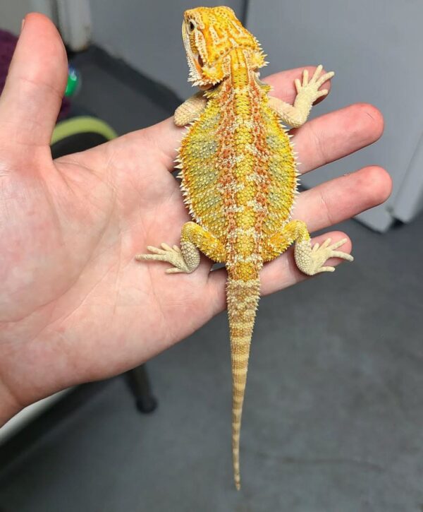 Orange subadult Bearded Dragon - Image 3