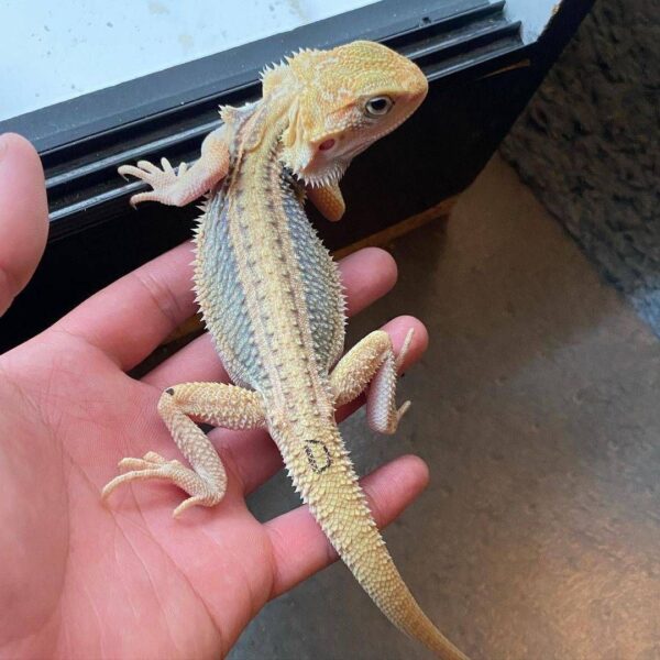 Thunderbolt lizard for sale