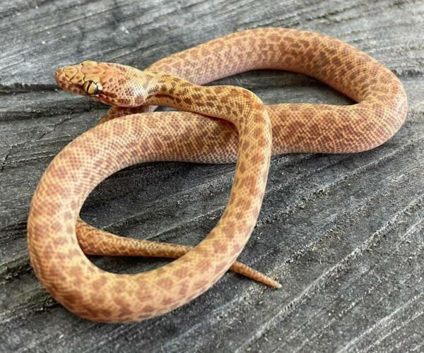 Spotted snake - Image 3