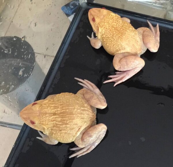Albino frog - Image 3