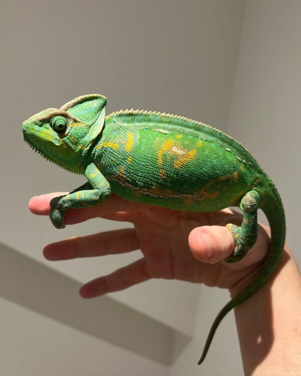 Veiled Chameleon Adults for sale