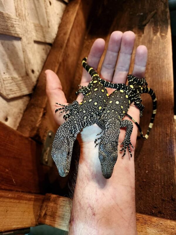 Baby Sorong Crocodile Monitor - Image 3
