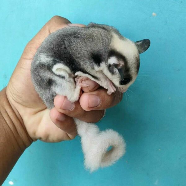 Male Sugar Glider - Image 4