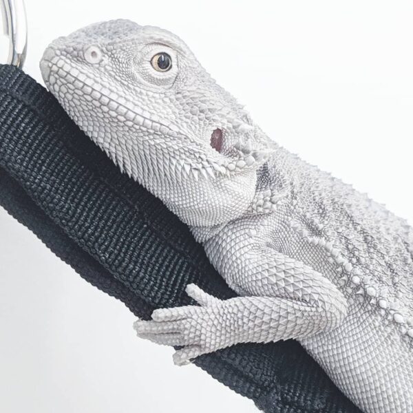 Subadult  Zero Bearded Dragon