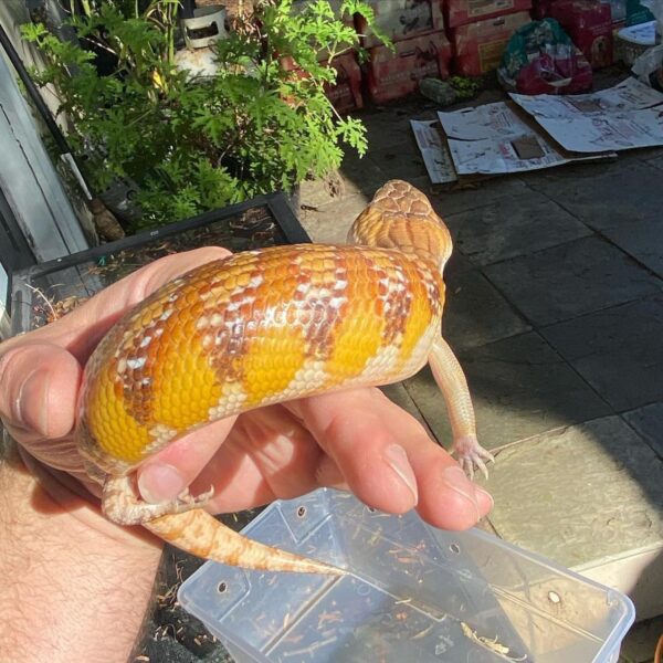 Subadult blue tongue - Image 4