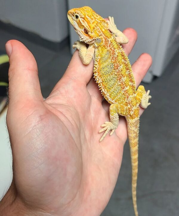 Orange subadult Bearded Dragon - Image 4