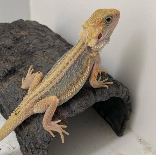 Thunderbolt lizard for sale - Image 4