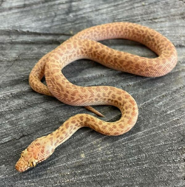 Spotted snake