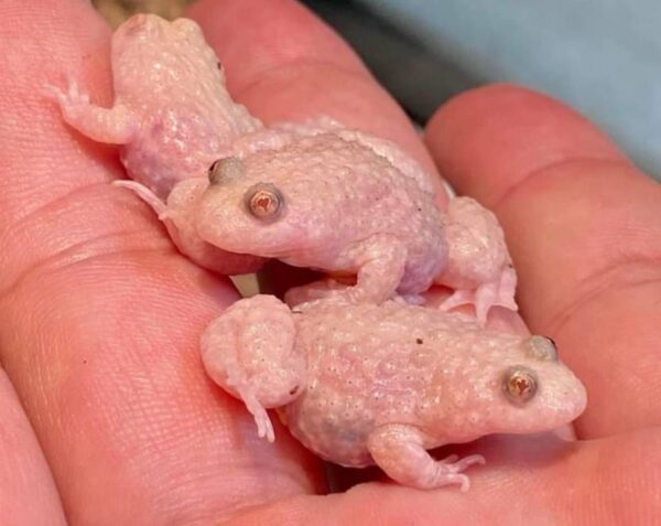 Albino frog - Image 4