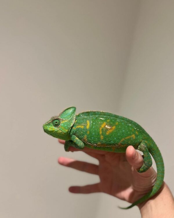 Veiled Chameleon Adults for sale - Image 4
