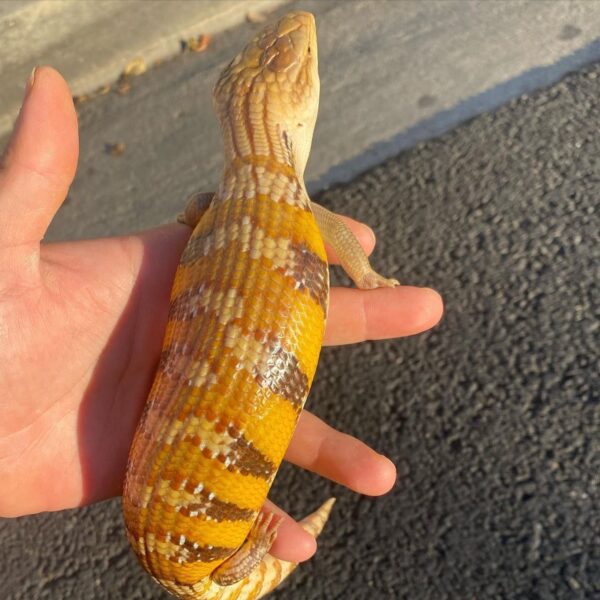 Subadult blue tongue - Image 5