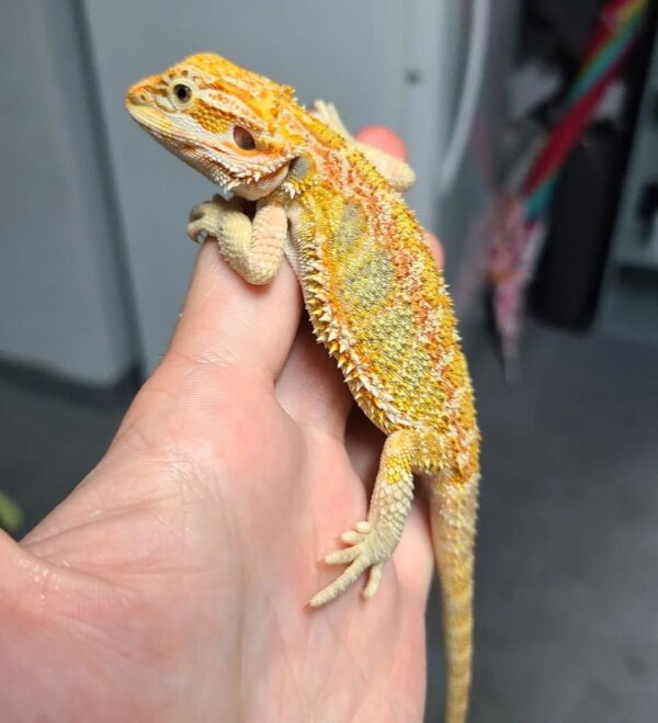 Orange subadult Bearded Dragon