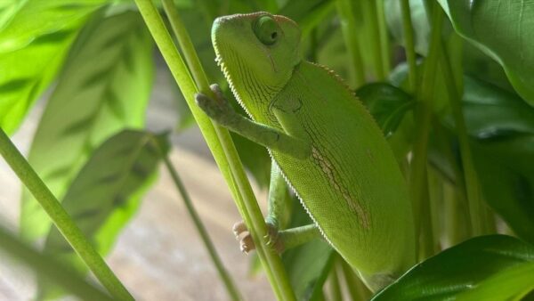 Veiled Chameleon Adults for sale - Image 5