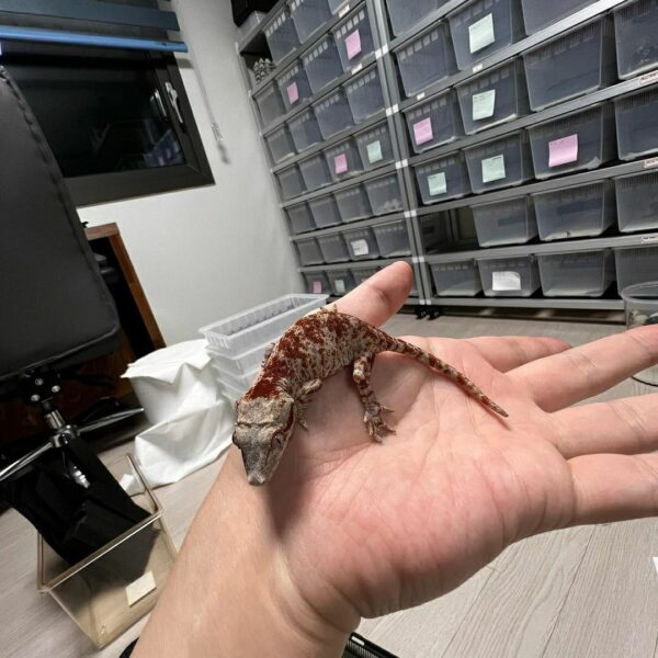 Galgolys  geckos - Image 6