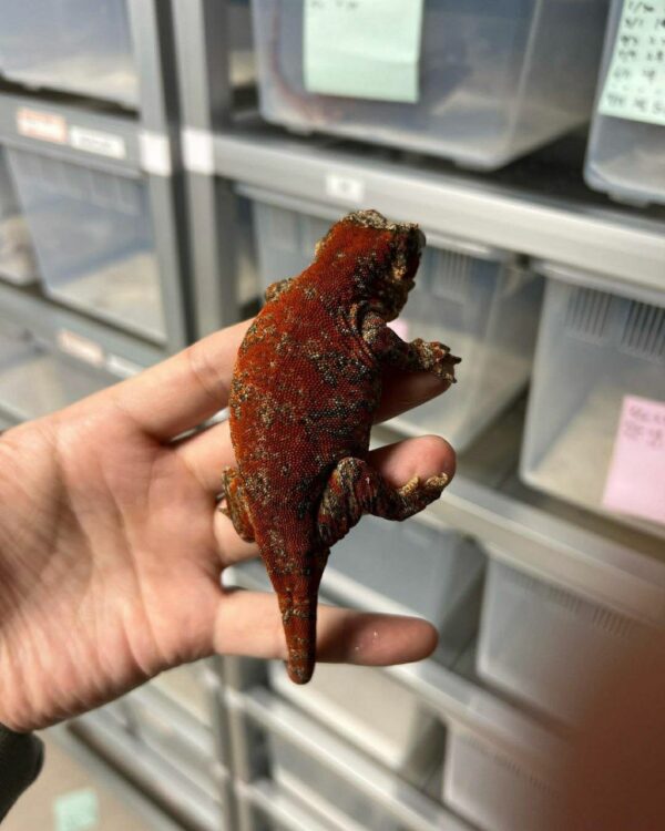 Galgolys  geckos